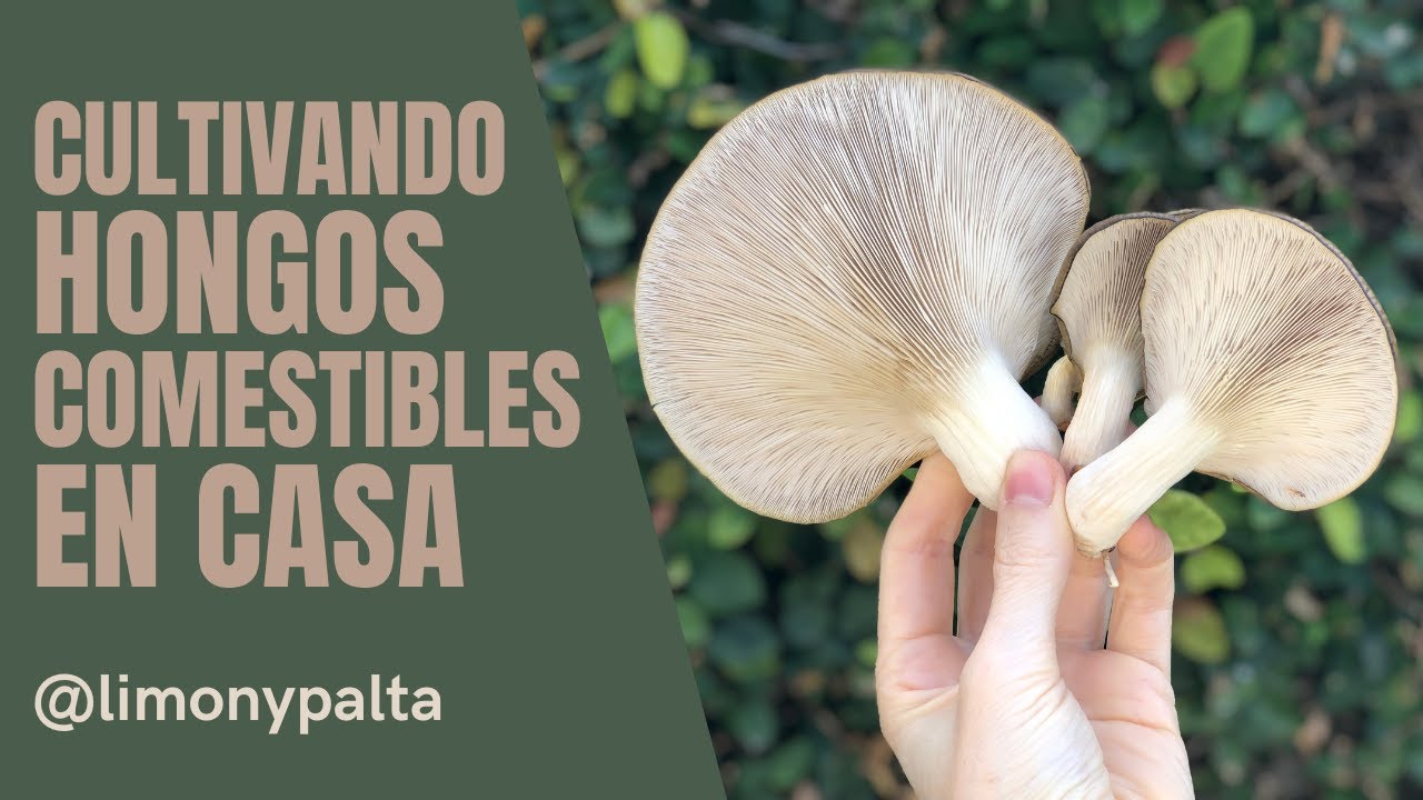 CULTIVANDO HONGOS COMESTIBLES EN CASA (GIRGOLAS)