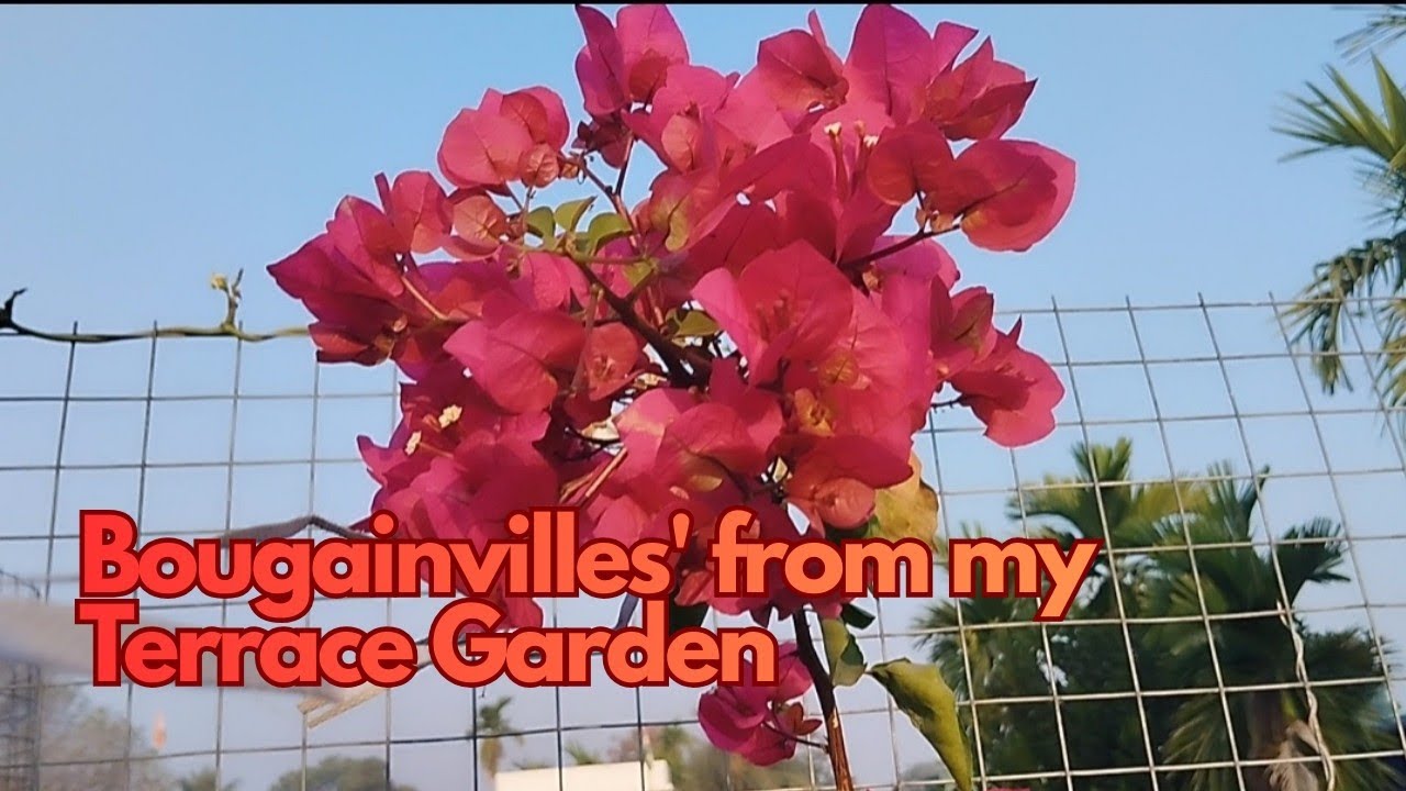 Bougainvilles' from my Terrace Garden