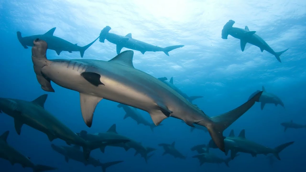 Eyes Wide Apart: The World of Hammerhead Sharks