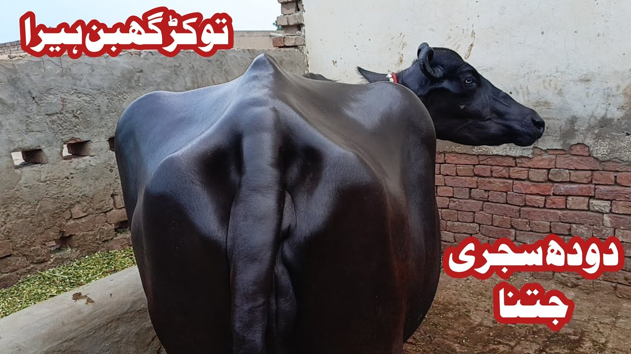  Beautiful Neeli Ka TOKAR Pregnant BRAND 03456414876 July 9, 2025