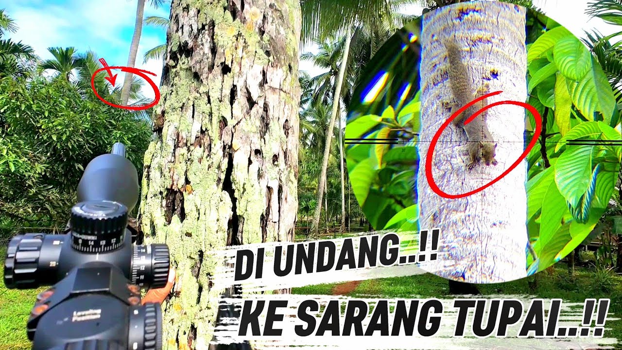 BERBURU TUPAI TERBARU‼️DI UNDANG KE SARANG TUPAI