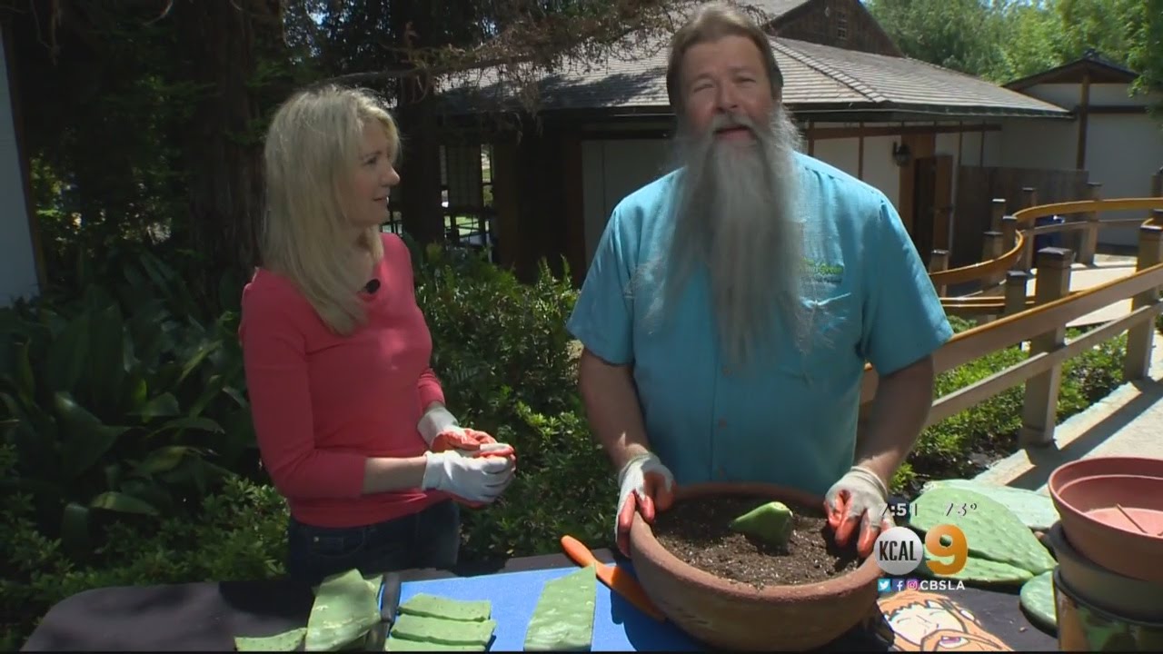 In The Garden With Nick Federoff: Growing Prickly Pear Cactus