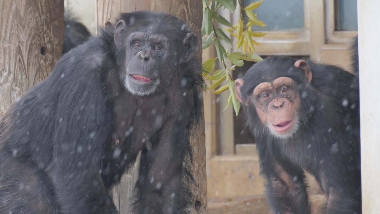 大雪だ！びっくりこいたミカン　多摩動物公園　チンパンジー　202602
