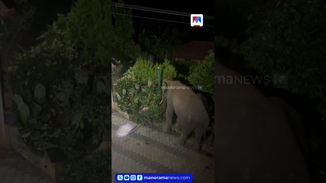 നീലഗിരിയിൽ കാട്ടാന ആക്രമണം രൂക്ഷമാകുന്നു; പ്രദേശവാസികൾ ആശങ്കയിൽ | Wild Elephant