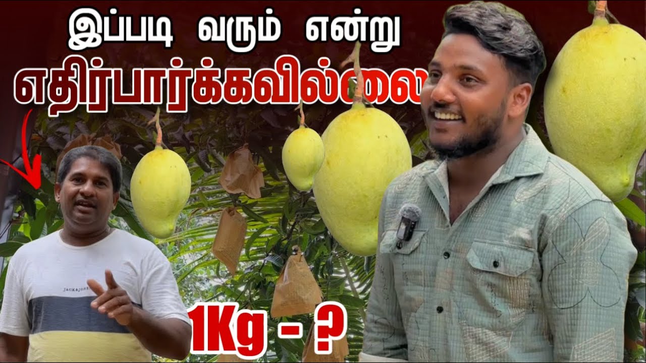 இப்படி வரும் என்று எதிர்பாக்கவில்லை | Mango tree | Pavaneesan