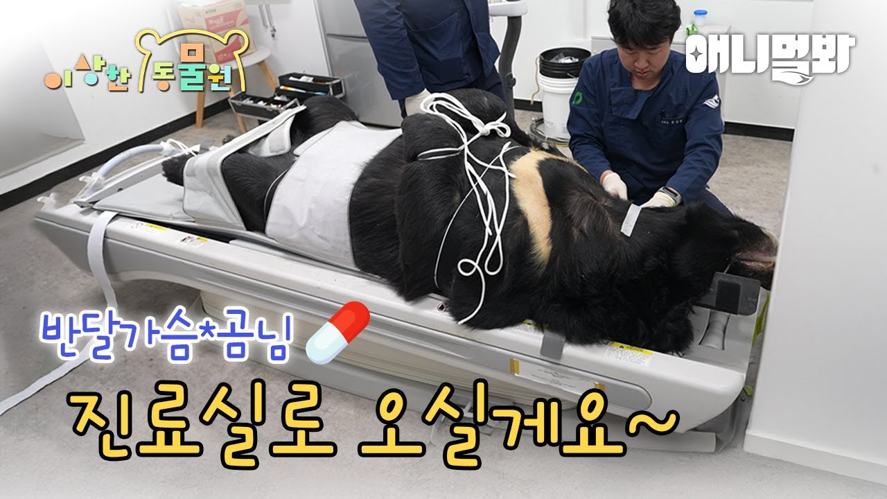 웬만해선 안 볼 수가 없다 (반달가슴곰, 황새의 건강검진🩺💉) | 이상한동물원 E.15 | Why Can't We Stop Watch Them (Bear & Stork)