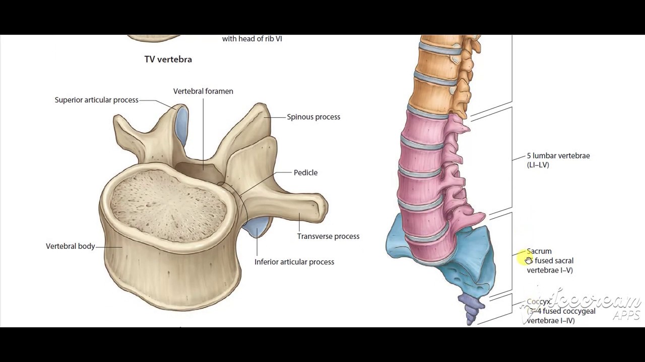 Thoracic vertebrae