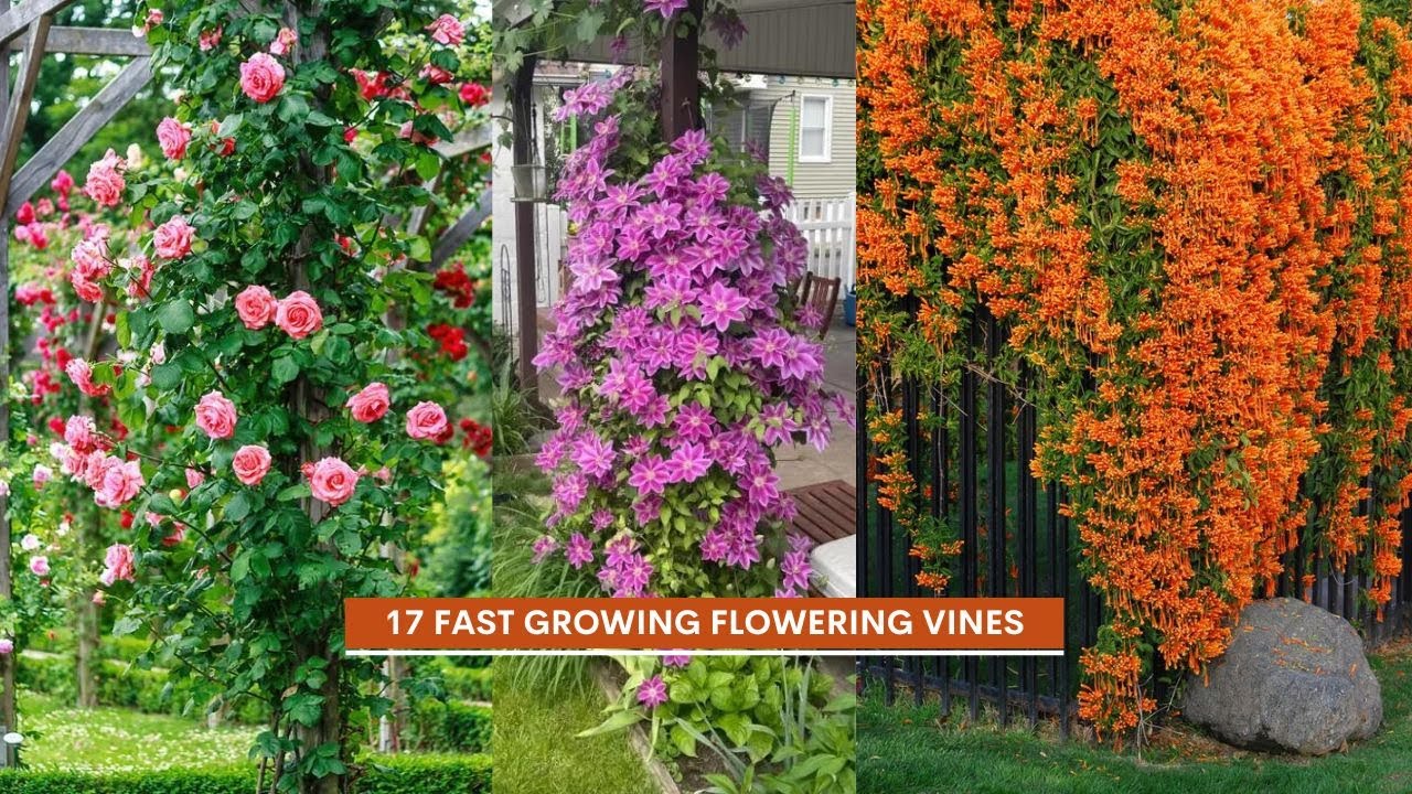 17 Stunning Flowering Vines That Grow Super Fast