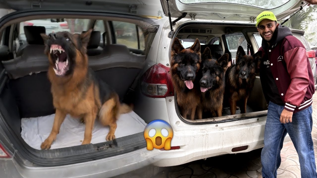 Attacked by German Shepherd at Patiala Dog show😱😭
