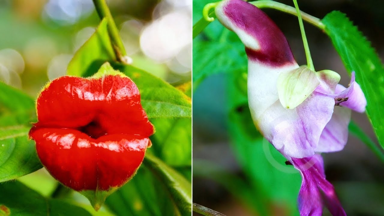 7 dei FIORI più RARI e STRAORDINARI del Mondo