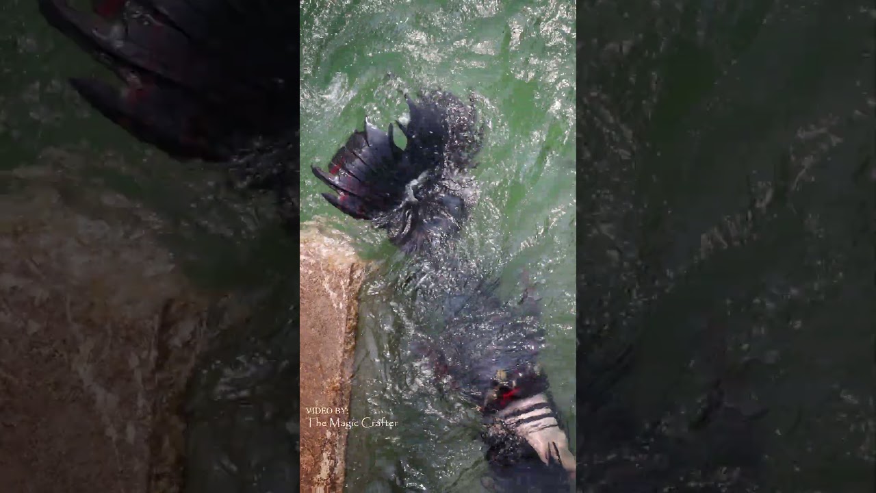 THE LOUDEST MERMAID EVER! (a short video of the belled Mermaid Shadow being noisy) #shorts