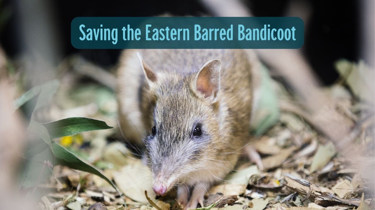 Meet our amazing volunteers who help the eastern barred bandicoot thrive