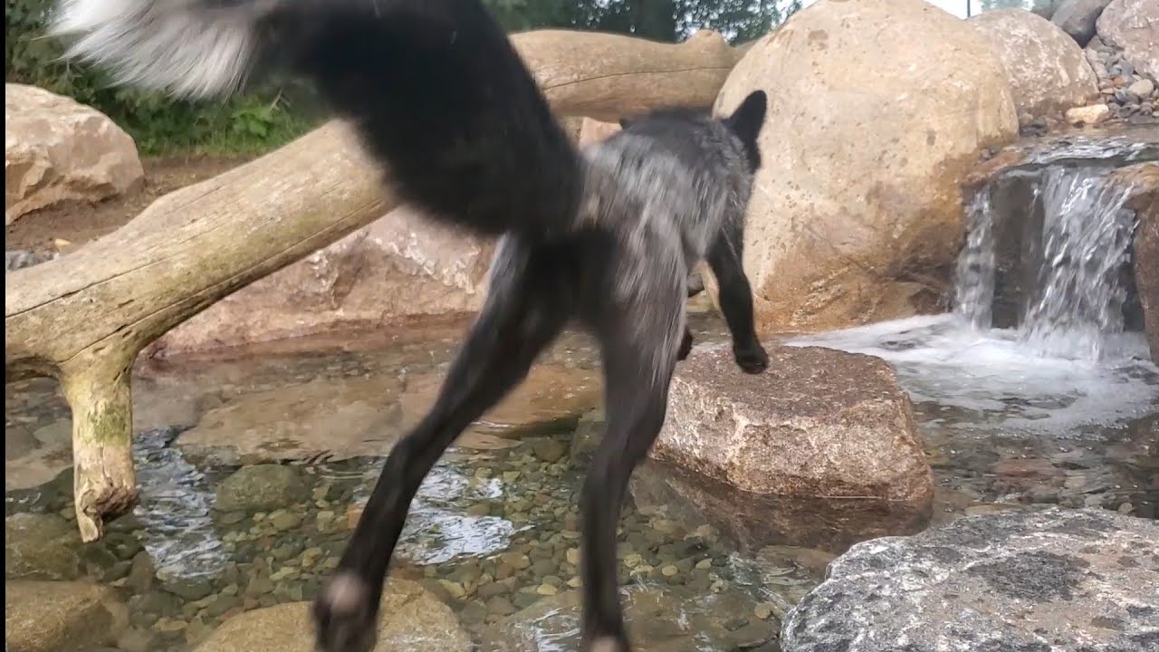 Rescue foxes get a new pond!