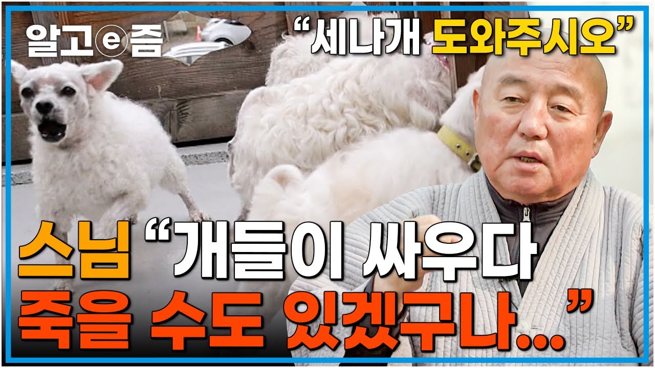 개들의 전쟁, 사찰에서 벌어지는 사건 오죽했으면 스님이 사연을 신청하셨을까? 피를 봐야 끝나는 싸움 어떻게 진정시켜야 할지…┃세상에 나쁜 개는 없다┃알고e즘