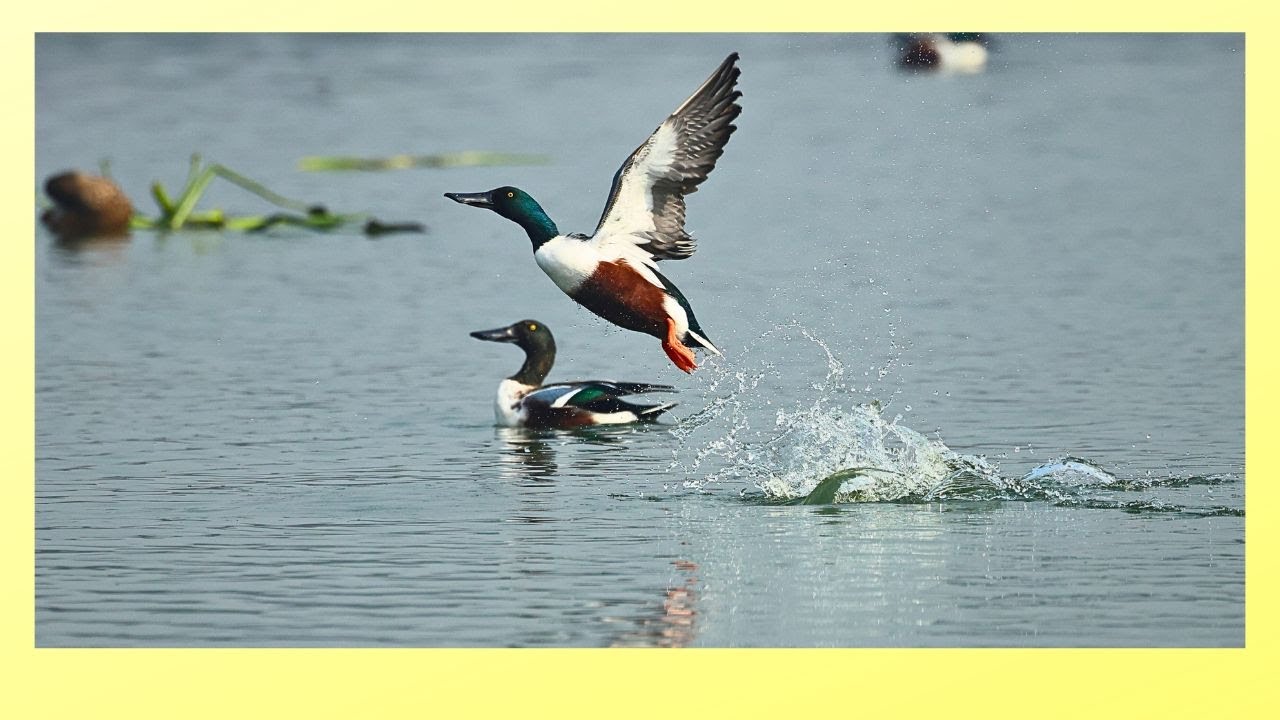 Brave Lapwing vs Greater Spotted Eagle |  Honey Buzzard,Shikara, Parenting by Black neck stork 4K