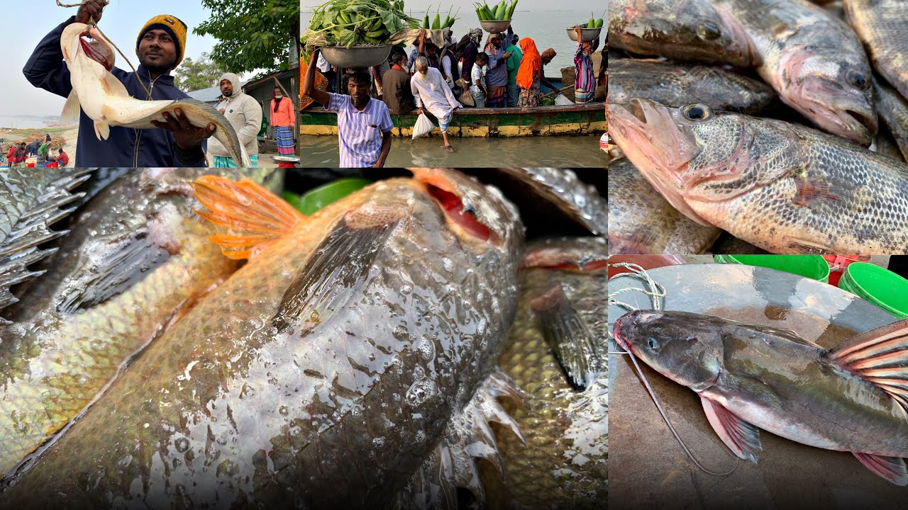 আজকে সকালে মেঘুলা ঘাটে পদ্মার বড় সাইজের বোয়াল আইর আরো নানান ধরনের পদ্মার টাটকা মাছ নিলামে উঠছে 🐟🐟🐟