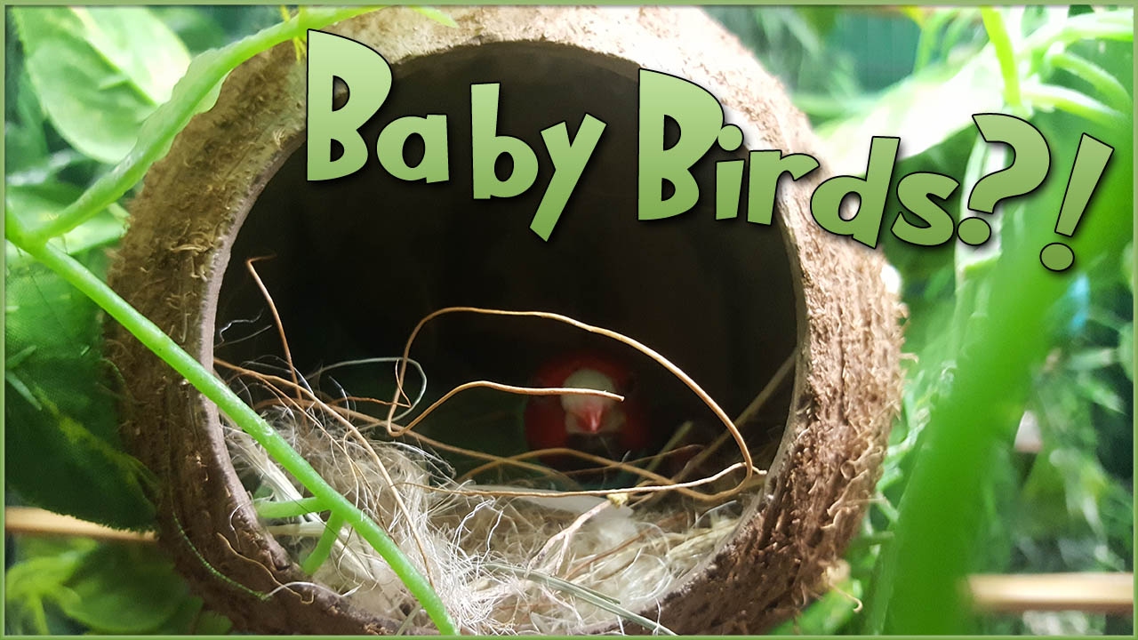 Bird Babies in the Coconut Nest?! • Pixel Biology Updates