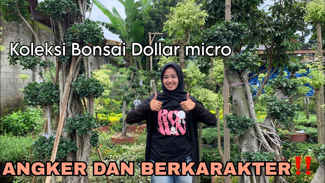 KOLEKSI BONSAI DOLLAR ANGKER DAN BERKARAKTER ‼️