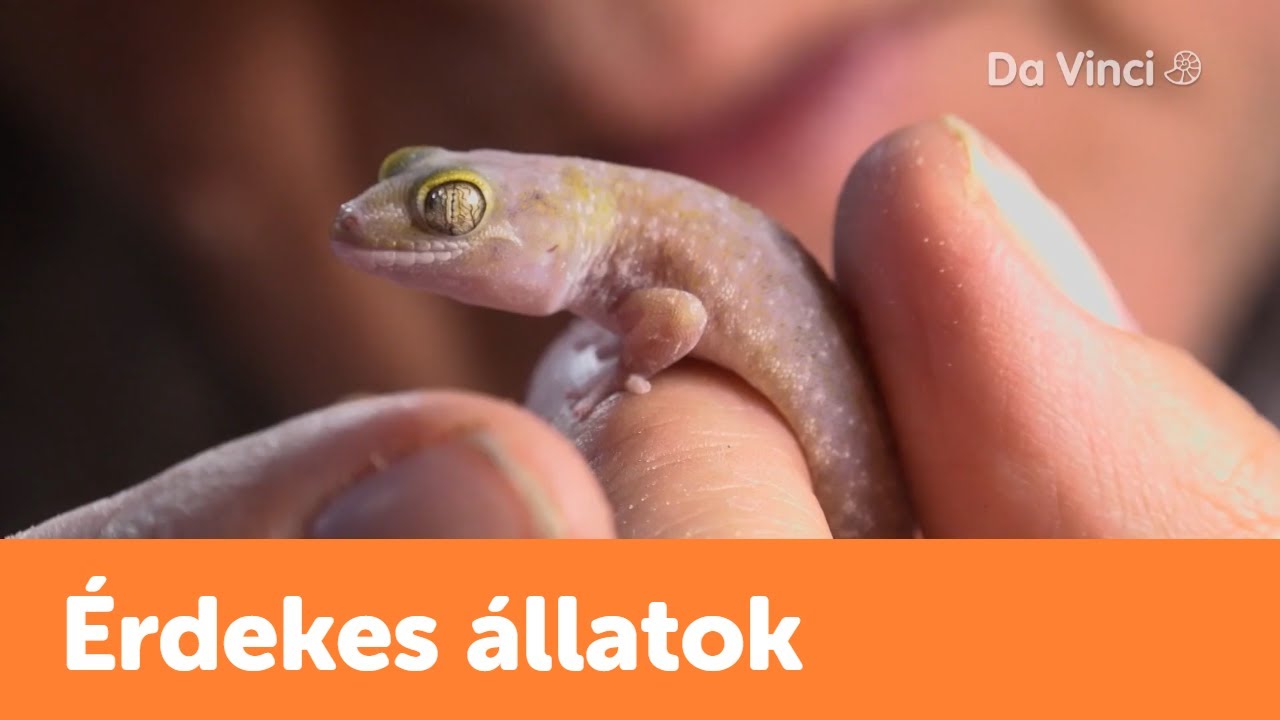 Gekkó🦎| Siyaya | Da Vinci TV Magyarország