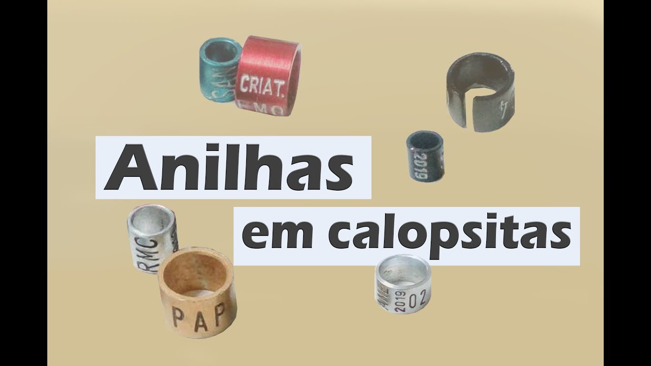 Anilhas, o que s&atilde;o e quando usar?