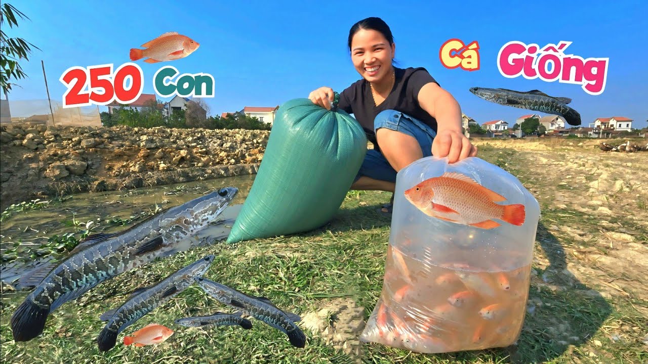 Chơi Lớn Mua Hàng Trăm Con Cá Chuối Hoa Và Cá Diêu Hồng Về Thả Ao Giữa Đồng / Quế Nghịch