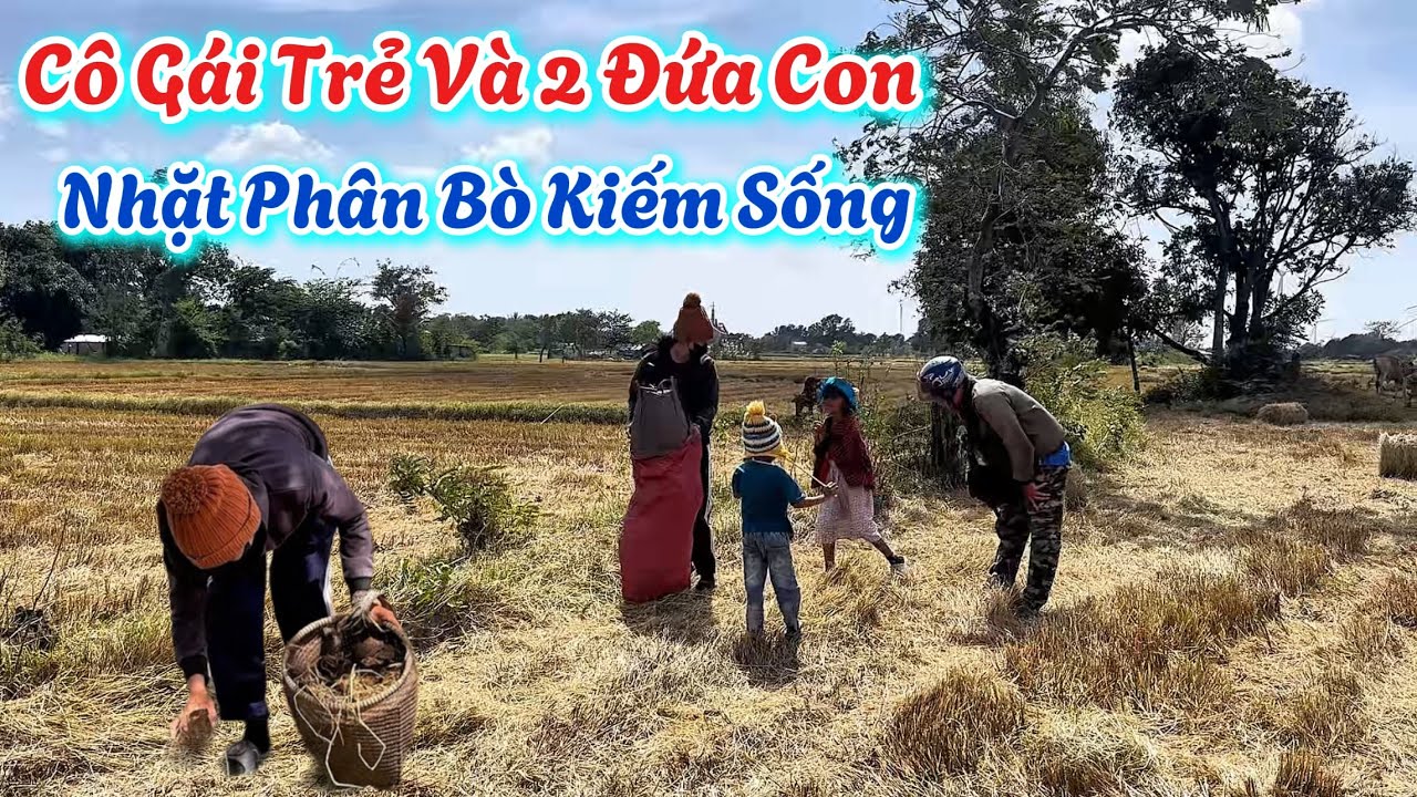 Xót Thương Cô Gái Trẻ Nghèo Khổ. Nhắt Phân Bò Kiếm Tiền Nuôi Con. | 725