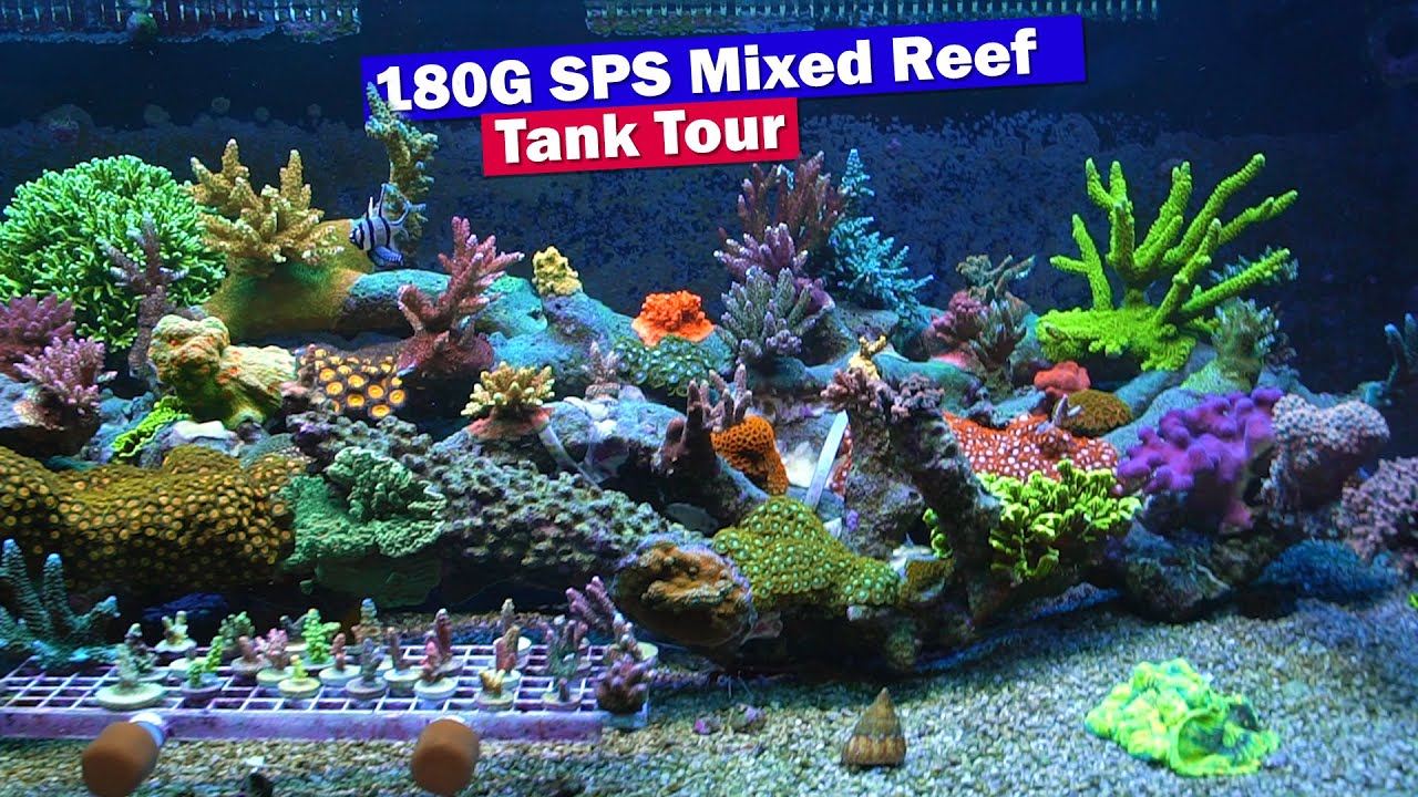 Robert's 180G SPS Dominant Mixed Reef Tank Tour