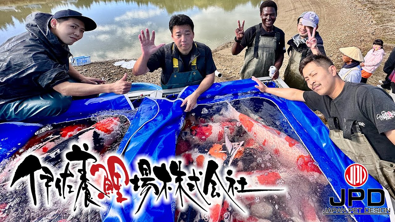 【池揚げ】伊佐養鯉場　2022年10月30日