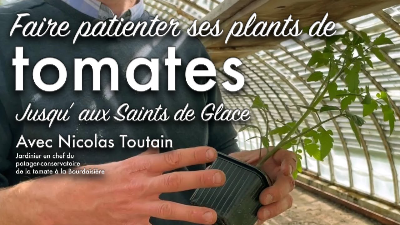 Que faire de mes plants de tomates avant les fameux « saints de glace » ?