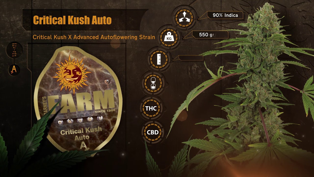 Barneys Farm Critical Kush Auto