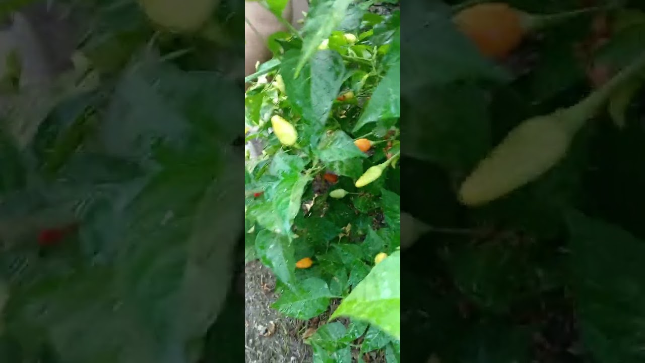 @umagang kay ganda sa probinsya