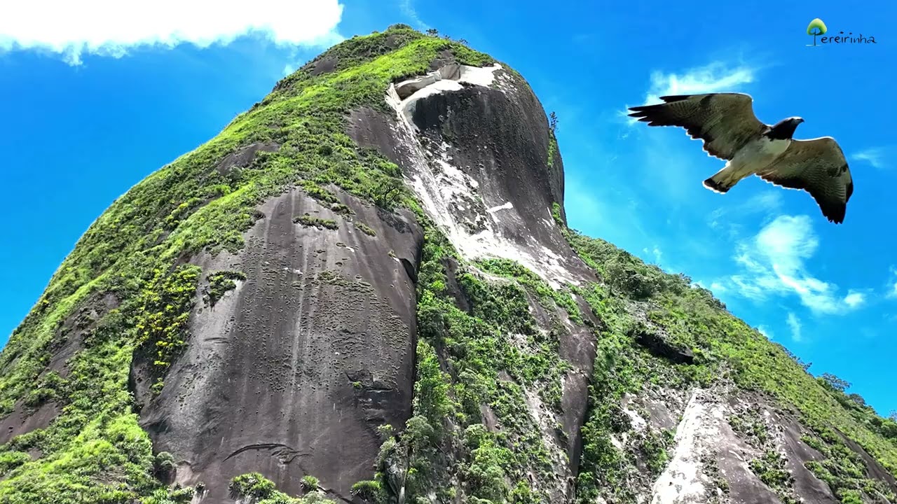 CARA A CARA COM UMA ÁGUIA