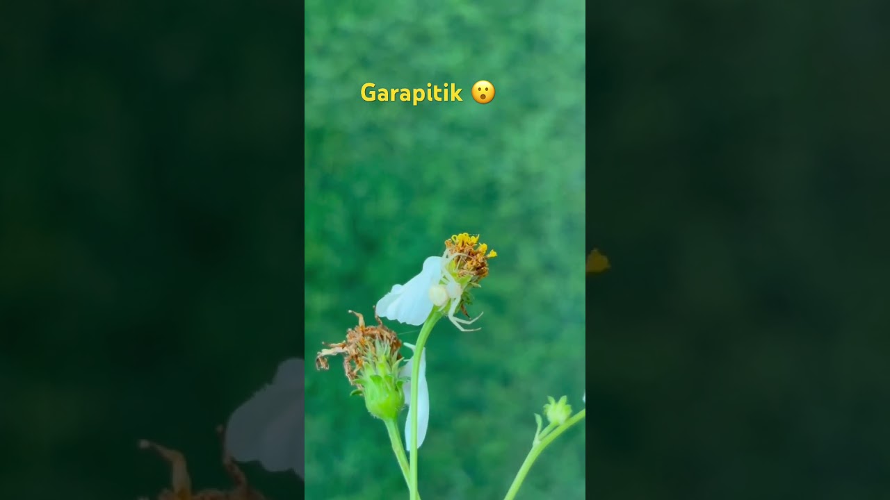 Garapitik
