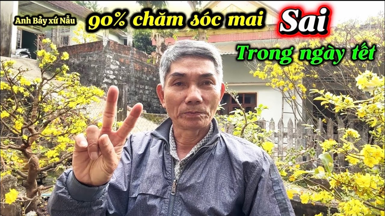 Hướng dẫn chăm mai ngày tết -từ A đến Z cho người mới chơi