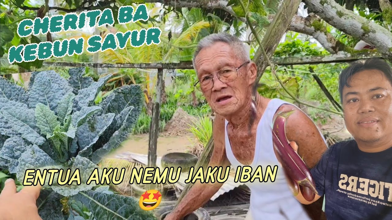🔴CHERITA KEBUN SAYUR - ENTUA RTC Nemu Jaku Iban 🤩🤩👌