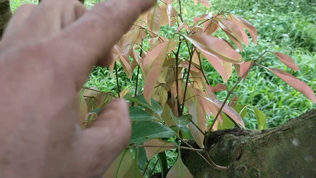 Mới nhú hay non đỏ cũng phải ra hoa.