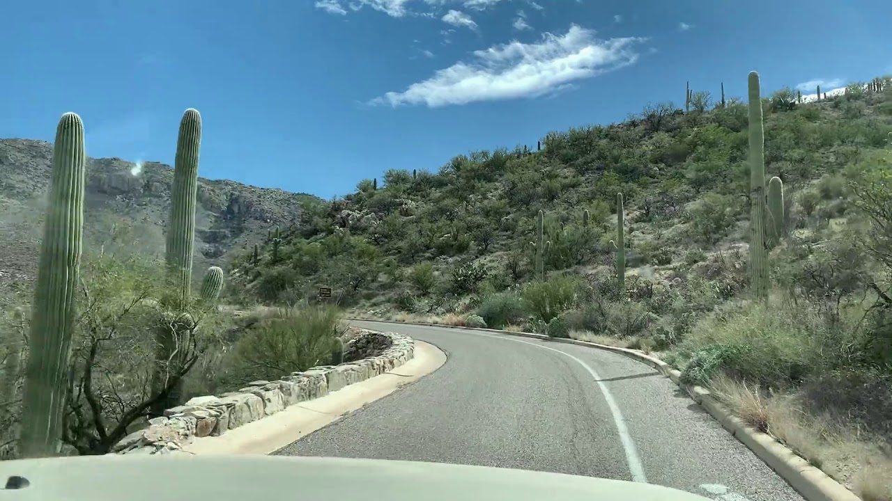 Saguaro National Park East Cactus Forest Loop Drive