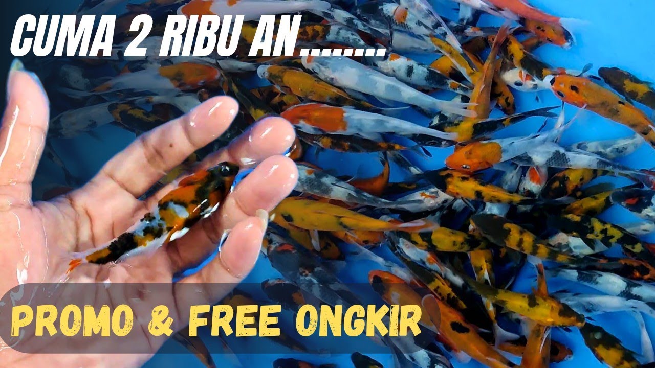Eps 38‼️ Sikat makkkk,, Rivew bibit ikan koi harga mulai 2ribu an saja 😱🥰