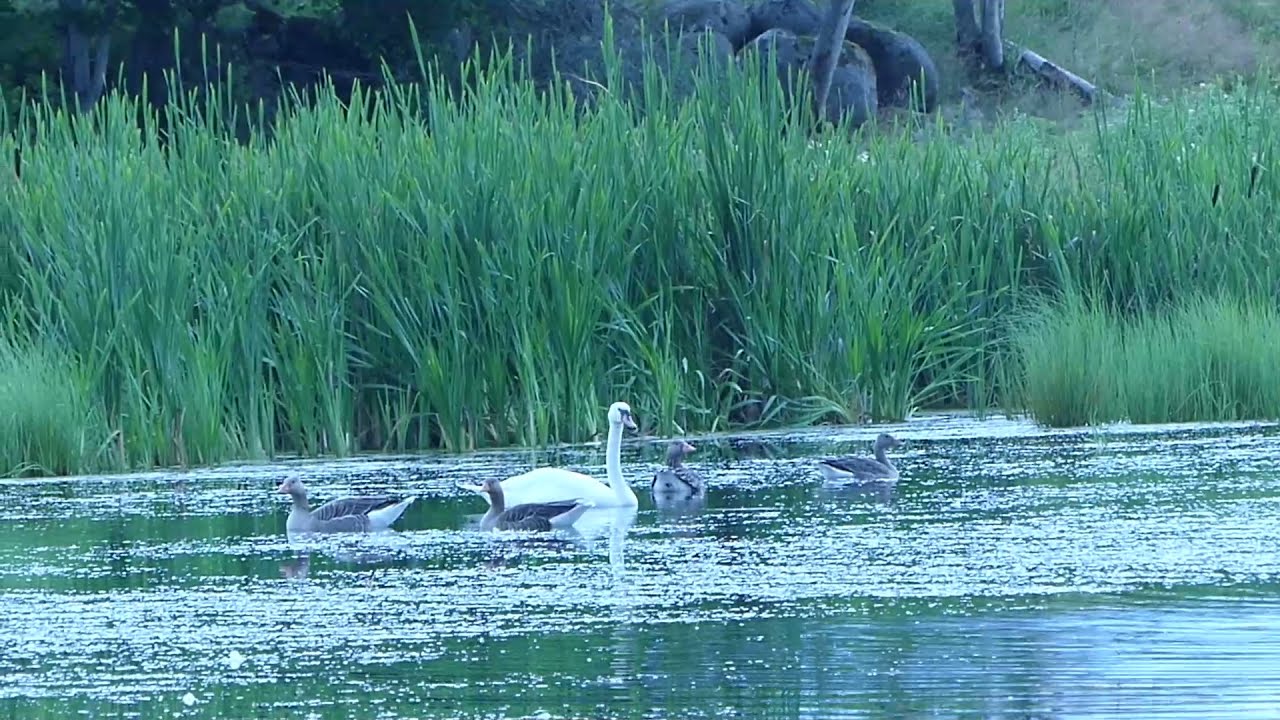 Trolsk morgon i ankdammen, 19 juli 2021 Vollsj&ouml;
