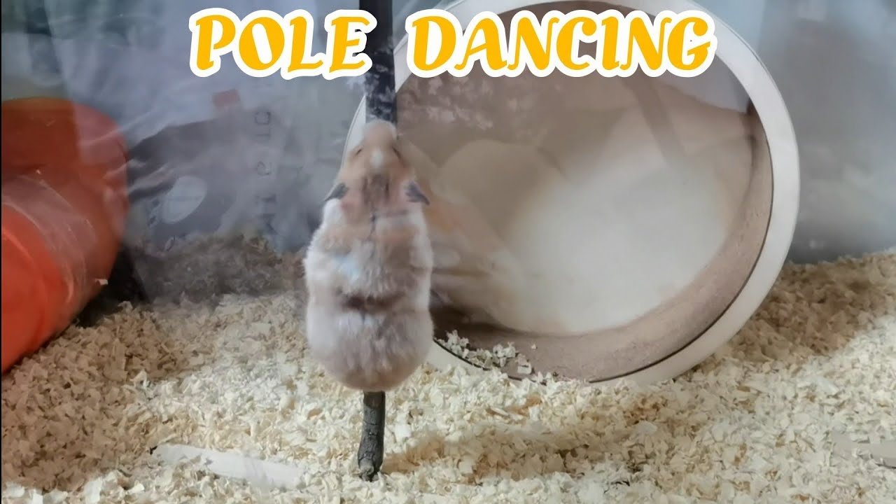 My Hamster Was Pole Dancing!
