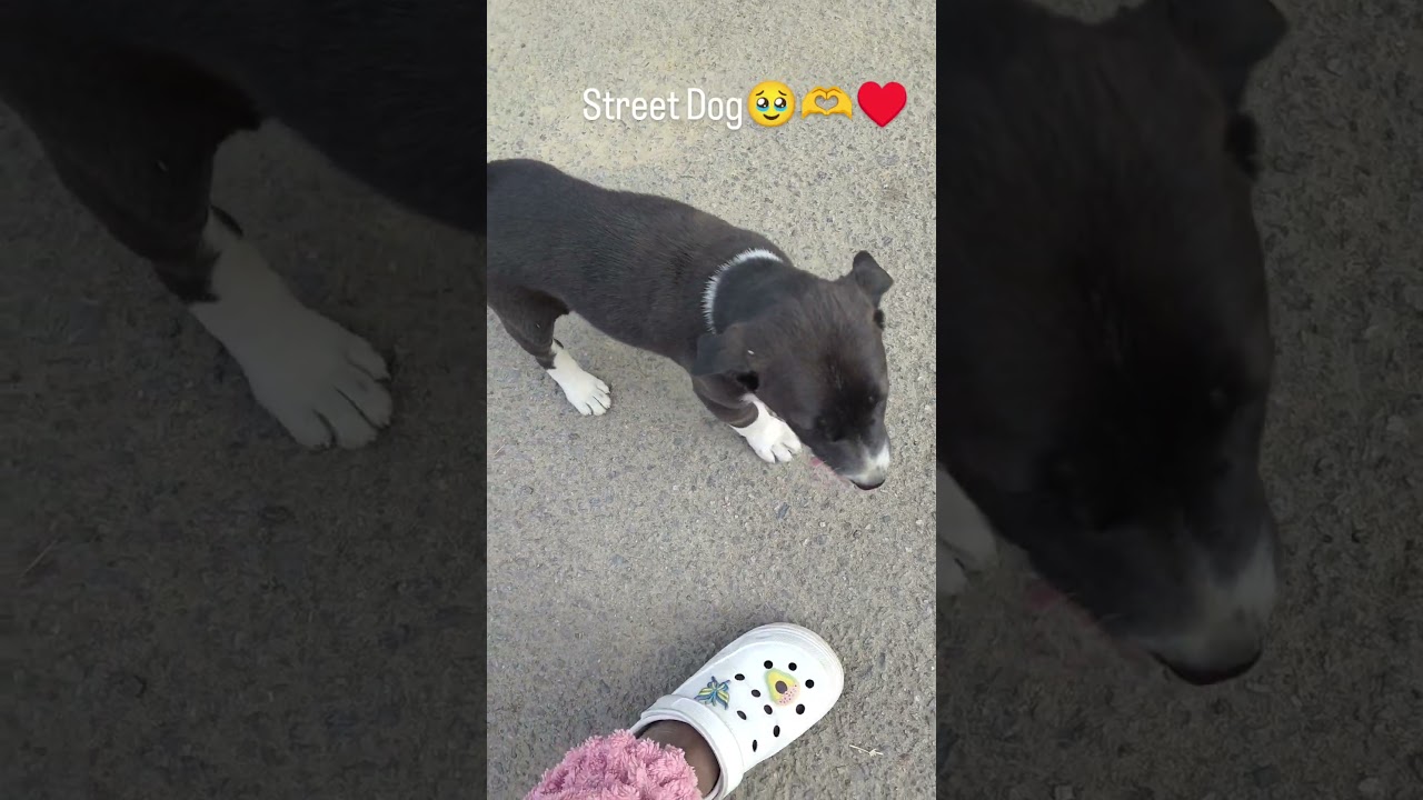 Street Dog🥹🫶♥️ 