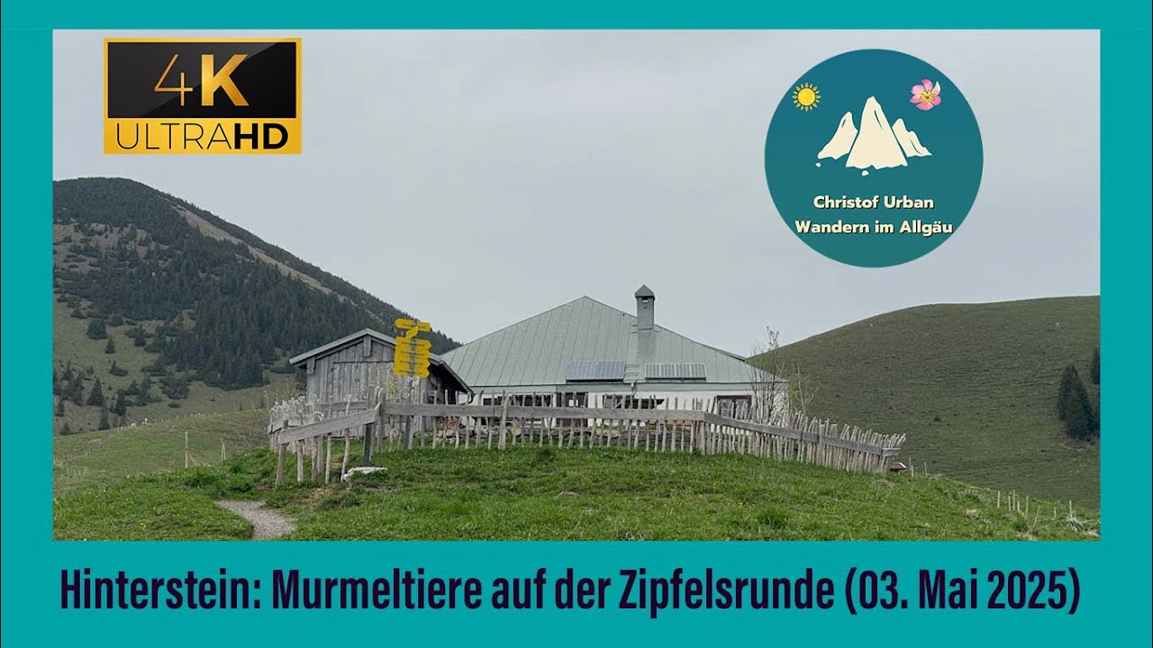 Hinterstein: Murmeltiere auf der Zipfelsrunde (03. Mai 2025)