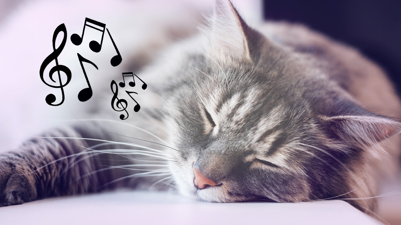 Healing cat music box 🐈 Music for restless cats ♬ Stress Relief & Sleep Music