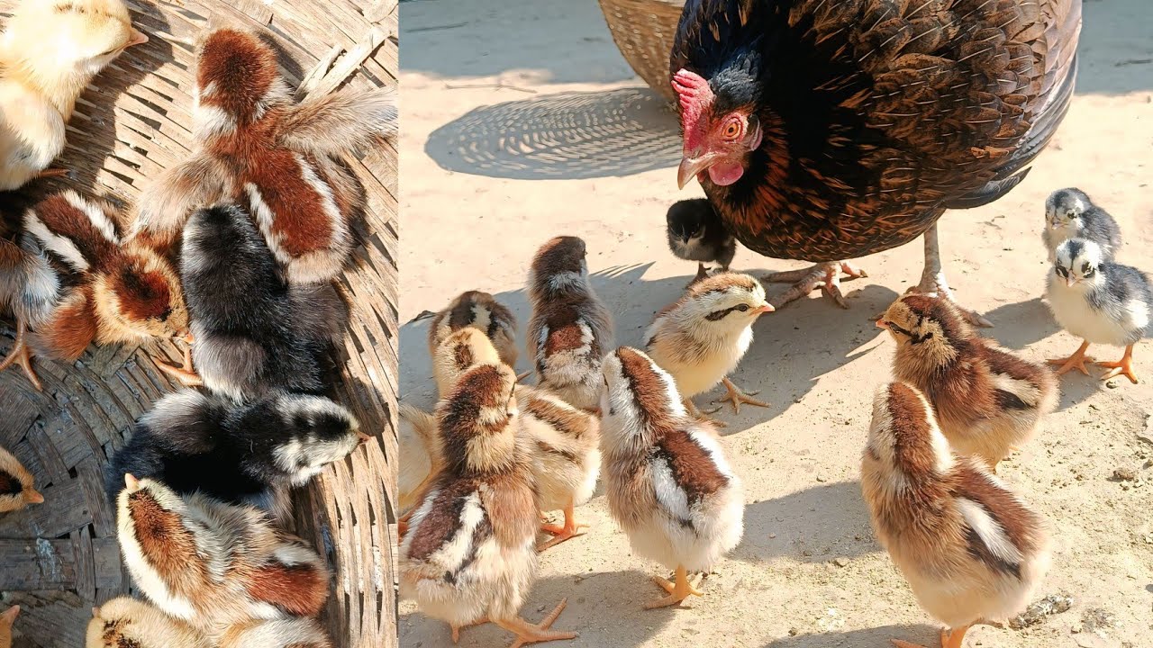 Chicken Sets New Record After Hatching All Eggs