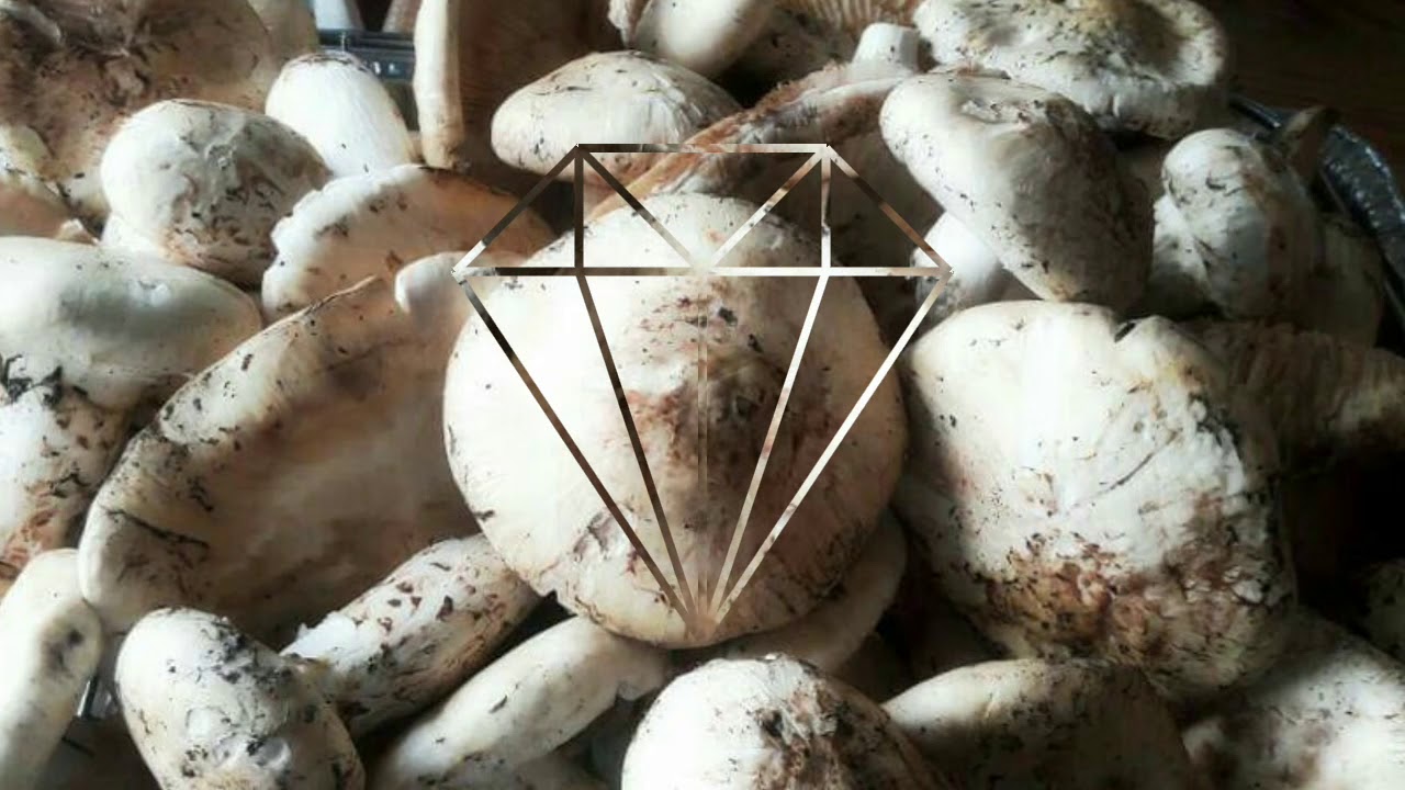 Matsutake (Pine) mushroom in BC.