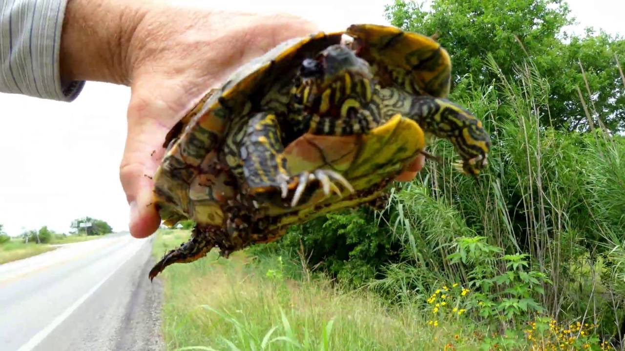 4K . Lumix FZ300 . Auto Focus Problems When Shooting Close-Up . Dead Turtle is Out-of-Focus