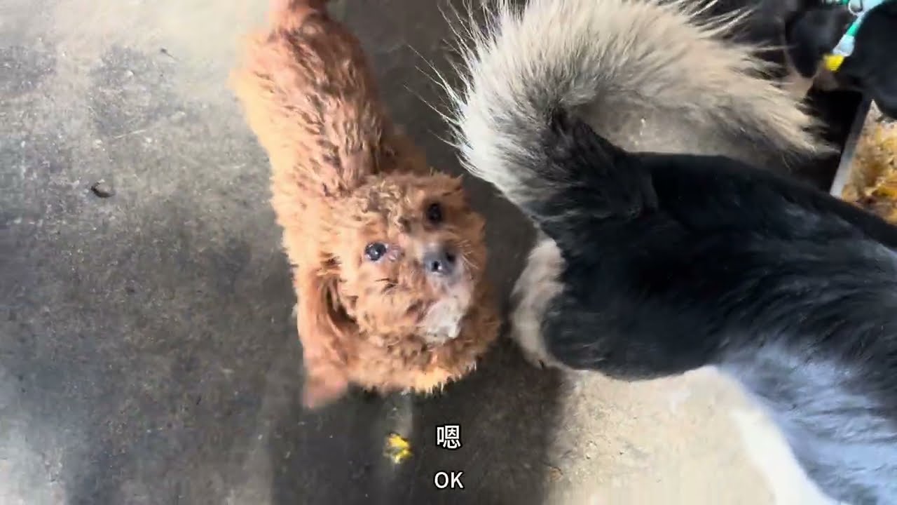 孜孜不倦，将救助进行到底