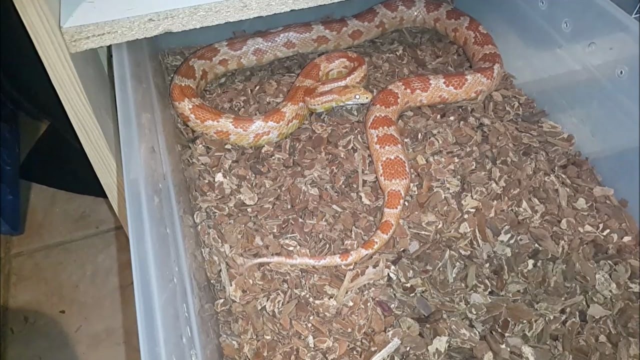 Manuseando Corn Snake Agressiva