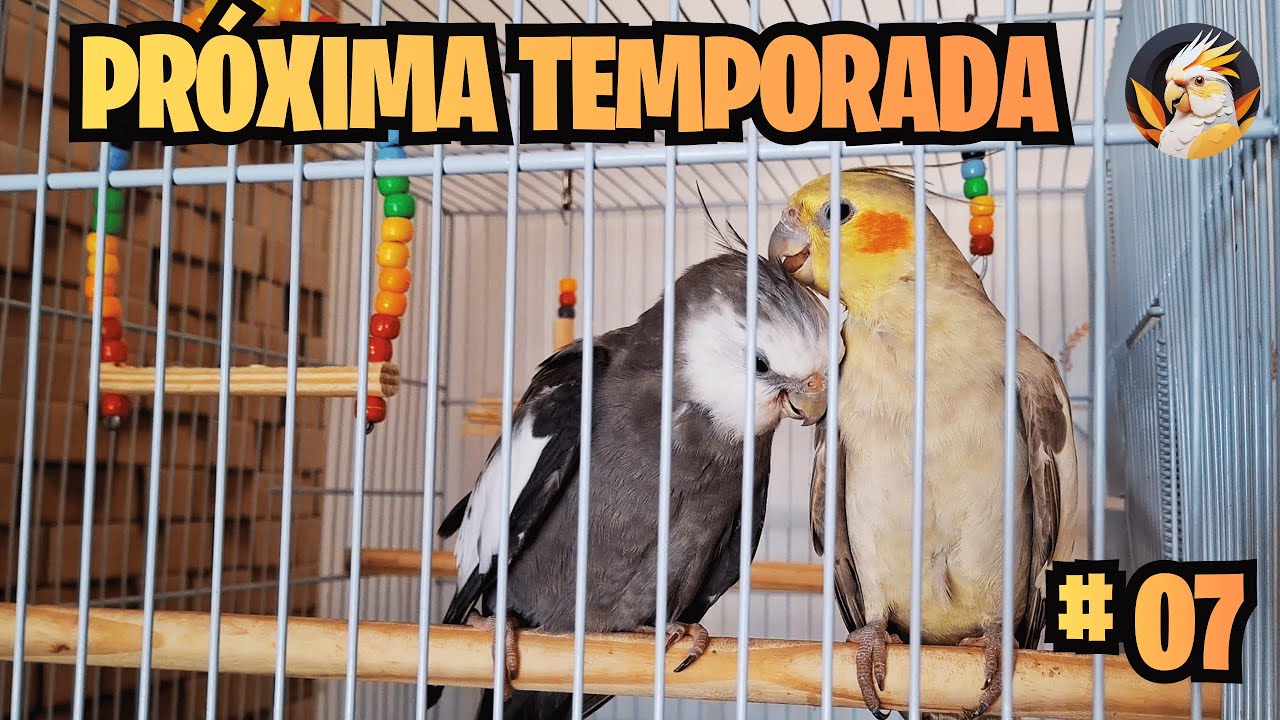 NOVA TEMPORADA | NOVAS GAIOLAS #avesemimos #calopsitas