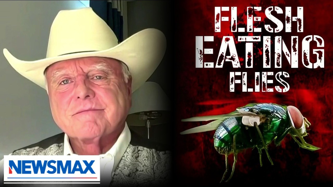 Screwworm outbreak &lsquo;coming': TX agriculture commissioner warns